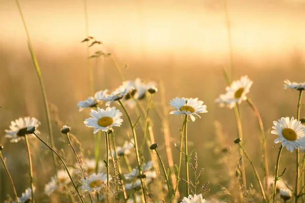 Baharda papatya çiçeği olan bir tarla. Güneş ufuktan siste yükseliyor. Yaz sabahının erken saatlerinde güzel bir manzara.