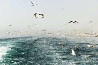 A flock of seagulls over the water of the Bosphorus and a view of the city of Istanbul in the fog. Turkey. Istanbul