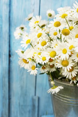 Mavi ahşap arka planda papatya çiçekleri. Yaz havası.