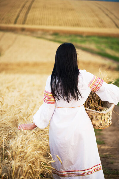Девушка с длинными черными волосами в вышитом традиционном украинском платье ходит с корзиной по желтому полю с пшеницей. Фото сзади. 
