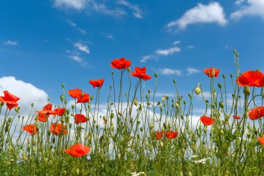 Parlak kırmızı çiçekli gelincikler, bulutlu mavi gökyüzüne karşı. 