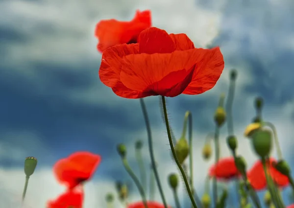 Flores Silvestres Rojas Cerca Contra Cielo —  Fotos de Stock