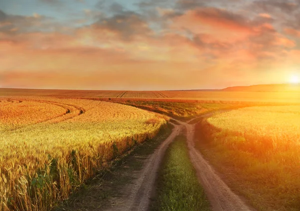 Špinavá Cesta Mezi Poli Zralá Žlutá Pšenice Nádherný Západ Slunce — Stock fotografie