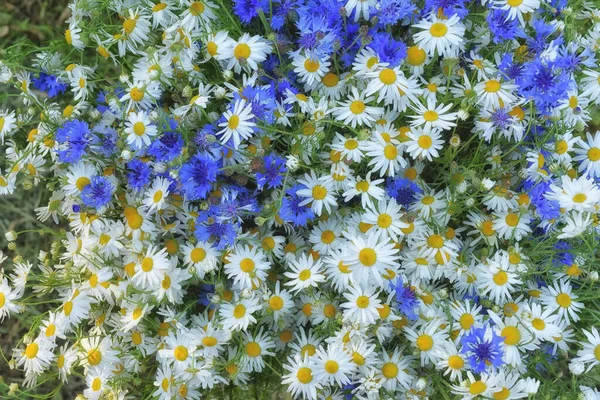 Bloemen Achtergrond Van Wilde Eenvoudige Bloemen Van Madeliefjes Korenbloemen — Stockfoto