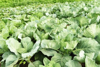 Güneşli bir günde tarlada lahana. Bahçe işleri ve hasat..