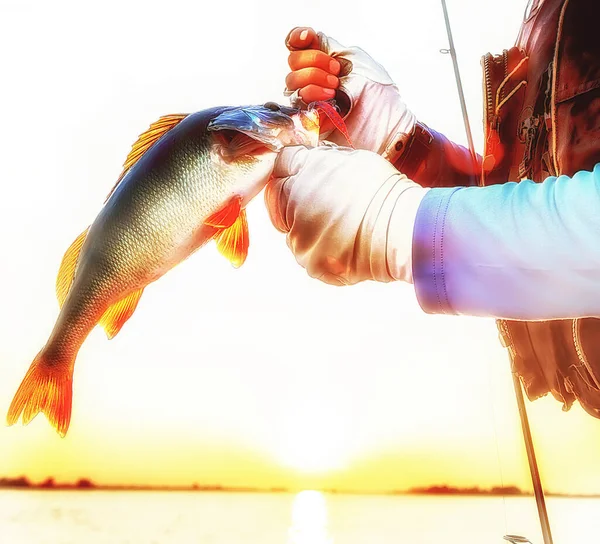 Fisherman Hands Perch Fishing Tackle Close — Stock Photo, Image