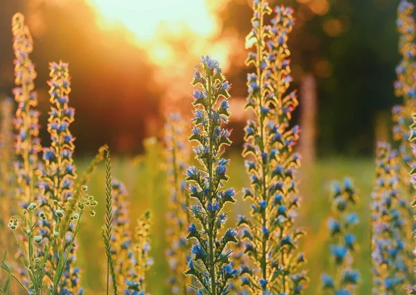 meadow flowers in the sunset light. Summer sunsets in nature.