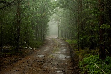 Yağmur sırasında sık ormandaki yol. Seçici çok yumuşak odak.