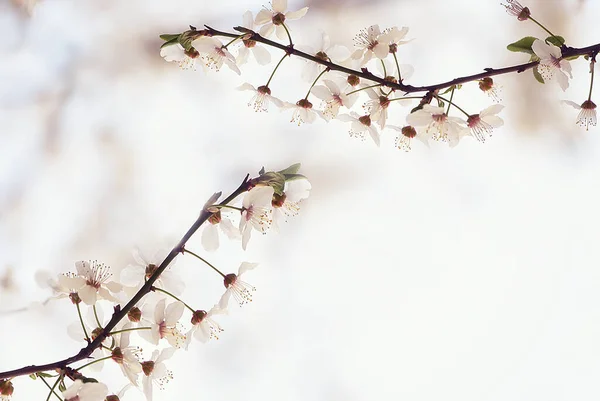 Květinové Jarní Pozadí Kvetoucí Třešňová Větev Šedém Pozadí Velmi Měkké — Stock fotografie