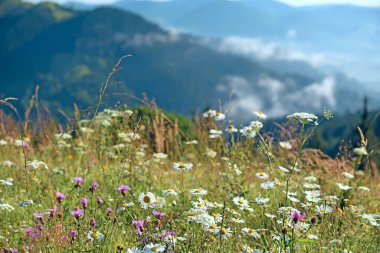 Pembe çiçeklerle dolu dağlarda renkli bir yaz sabahı