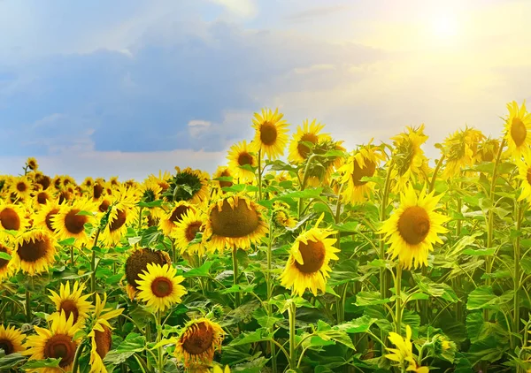 Ett Fält Med Mogna Gula Solrosor Och Ljus Sol Skördesäsong — Stockfoto