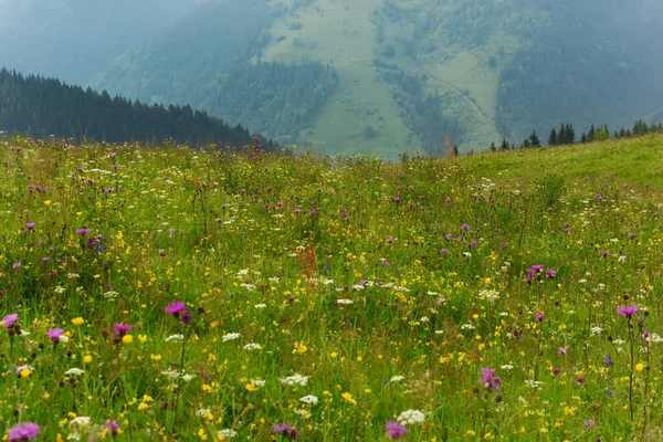 Florecientes Prados Verdes Las Montañas Paisaje Montaña Verano Con Prados — Foto de Stock