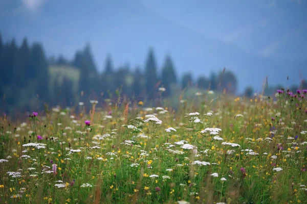 Цветущие Зеленые Луга Горах Летний Горный Пейзаж Цветочными Лугами — стоковое фото
