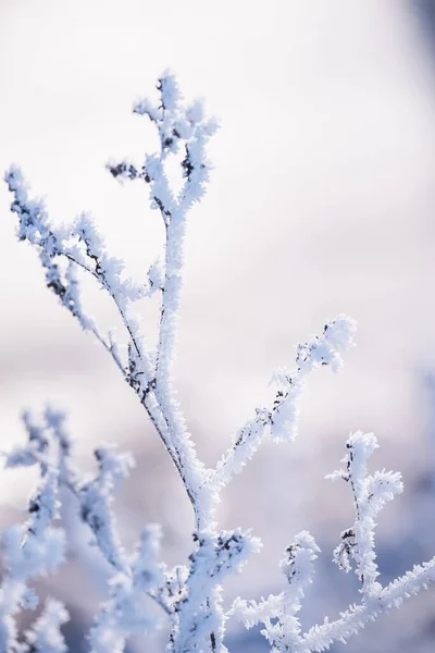 Zarte Durchbrochene Blüten Frost Sanft Lila Frostigen Natürlichen Winterhintergrund Schöner — Stockfoto