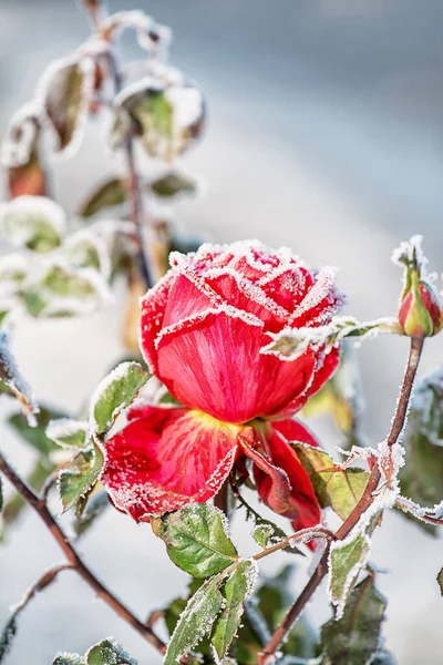 Pączek Czerwonej Róży Kryształach Mrozu Mroźny Poranek Bardzo Miękkie Selektywne — Zdjęcie stockowe