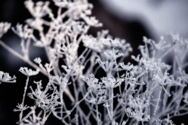 Droge Bloemen Witte Vorst Een Donkere Natuurlijke Achtergrond Abstract Foto — Stockfoto