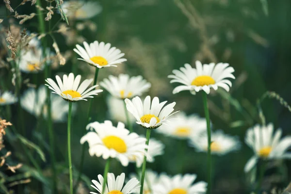 Üppige Blüte Von Wildblumen Auf Einer Grünen Wiese — Stockfoto