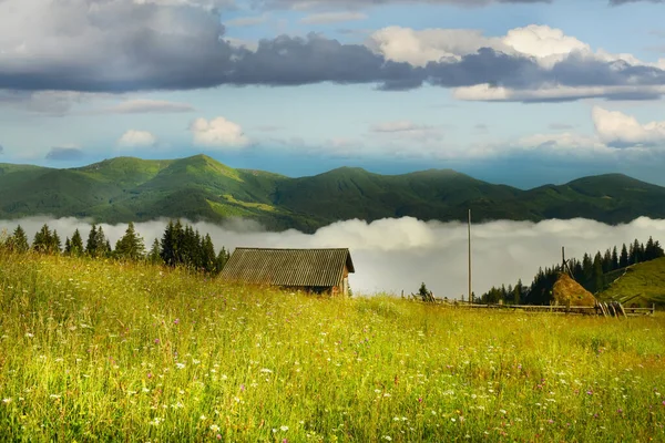 Montagne Carpatiche Paesaggio Estivo Prato Con Fiori Uno Sfondo Montagne — Foto Stock