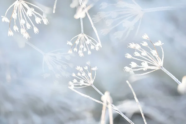Frosty Winter Natural Background Dried Flowers Hoarfrost — Stock Photo, Image