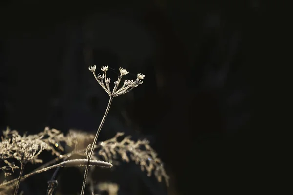 Сухой Цветок Сверкающих Инеях Черном Фоне Морозный Зимний Естественный Фон — стоковое фото