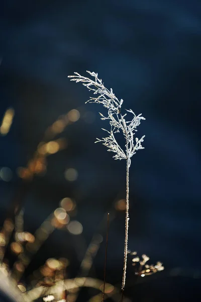 Siyah Bir Arka Planda Pırıl Pırıl Parlayan Çimenler Frosty Kışının — Stok fotoğraf