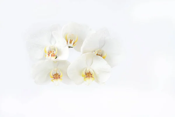 Fleurs Délicates Une Orchidée Blanche Gouttes Eau Sur Fond Blanc — Photo