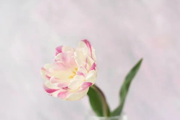 Ніжні Рожеві Тюльпани Рожевому Тлі Банер Листівка Вільний Простір Ваших — стокове фото
