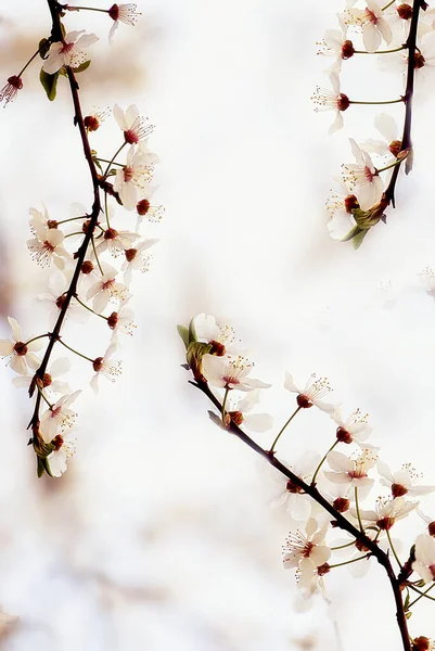 Квітковий Абстрактний Весняний Фон Цвіте Вишнева Гілка Сірому Фоні Дуже — стокове фото