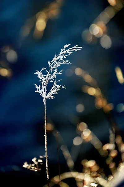 Épillets Herbe Dans Givre Étincelant Sur Fond Noir Bokeh Frosty — Photo