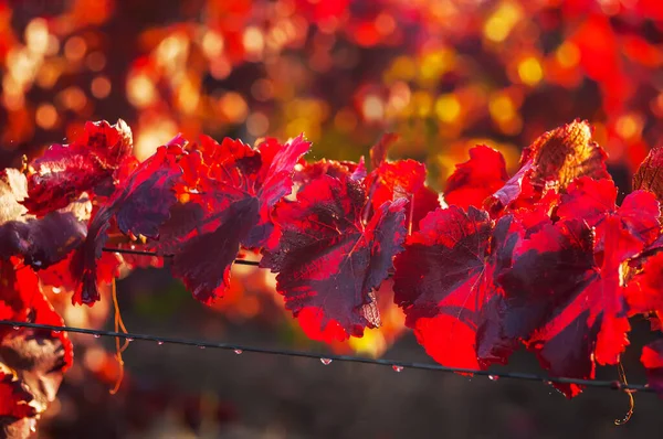 Rode Bladeren Van Druiven Druppels Regen Het Zonlicht Wijngaard Herfstseizoen — Stockfoto