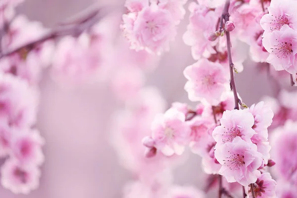 Гілка Ніжними Рожевими Квітами Персикового Дерева Яскравому Сонячному Світлі Тлі — стокове фото