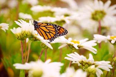 Beyaz papatyalar üzerinde uçan kral kelebeği Kuzey Amerika 'nın en ünlü kelebeği kralın babasıdır. Nazik sanatsal fotoğraf. Yumuşak seçici odak.