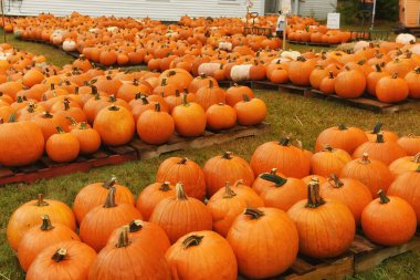 Evin bahçesindeki çimlerin üzerinde bir sürü portakal kabağı var. Cadılar Bayramı tatiline hazırlanıyorum. Hasat..