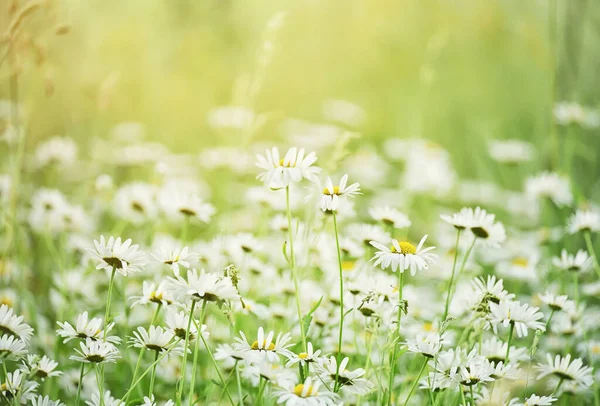 Rigogliosa Fioritura Fiori Selvatici Prato Verde — Foto Stock