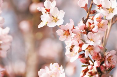 Çiçek açan mineral ve arı güneşli bir bahar bahçesinde nektar topluyor..