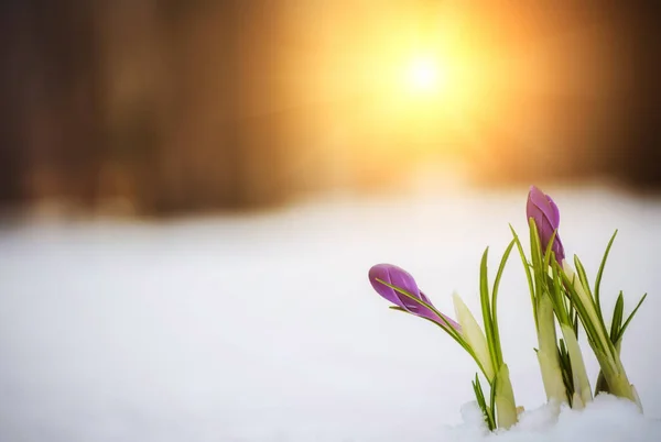 Pierwsze Wiosenne Kwiaty Krokusy Śniegu Polanie Lesie Park — Zdjęcie stockowe