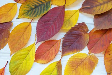 Açık ahşap arka planda çok renkli sonbahar yaprakları. Yukarıdan görüntüle.