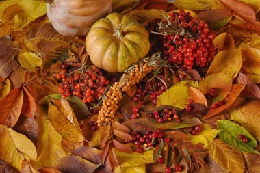 çok renkli sonbahar yaprakları, balkabakları ve böğürtlen. Yukarıdan görüntüle.