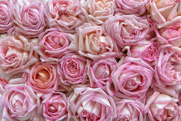 Many pink roses are a top view. 