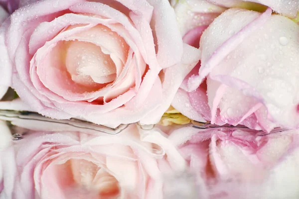 Rose Boutons Rose Fleurs Gouttes Eau Reflet Des Fleurs Dans — Photo