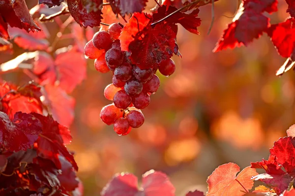 Bunch Red Grapes Red Leaves Drops Rain Sunlight Vineyard Autumn — Stock Photo, Image