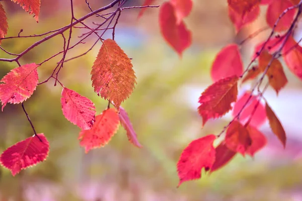 Яркие Осенние Листья Осеннем Парке Выборочный Фокус Натуральный Осенний Фон — стоковое фото