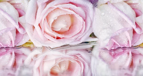 Różowe Pąki Róż Kwiaty Kroplach Wody Odbicie Kwiatów Lustrzanej Mokrej — Zdjęcie stockowe