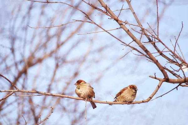 Par Gorriones Una Rama Principios Primavera Invierno Sientan Uno Frente —  Fotos de Stock