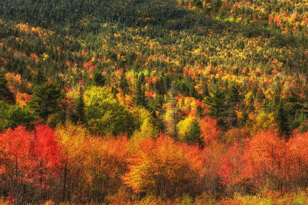 秋の山の中の美しい晴れた日 山の斜面はモトリーの秋の落葉樹林で覆われています アメリカだ メイン州 — ストック写真