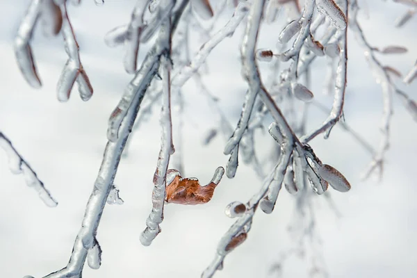 Větve Stromů Osamělým Oranžovým Listem Pokrytým Sněhem Ledem — Stock fotografie