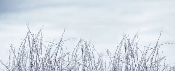 Zimowe Naturalne Tło Zamarznięta Trawa Lodzie Śniegu Kryształowa Trawa Sztandar — Zdjęcie stockowe