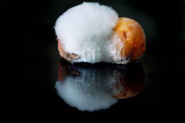 Siyah arka planda beyaz küflü çürük şeftali. Yakın plan. seçici odak.