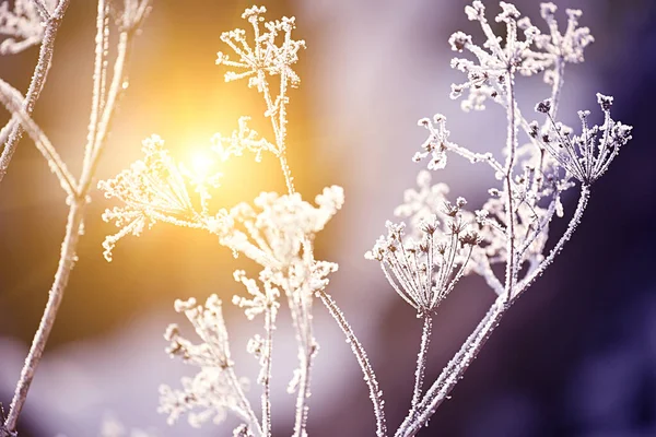Delicate Opengewerkte Bloemen Vorst Lila Zachtjes Glazig Natuurlijke Winter Achtergrond — Stockfoto