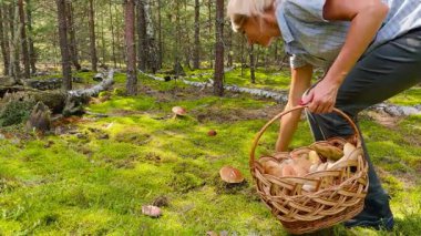 Zemini kaplayan güzel yosunlu, yemyeşil ormanlarda mantar toplayan orta yaşlı bir kadın. Barışçıl yaz doğa sahnesi ve doğa çevre yaşam tarzı konsepti.